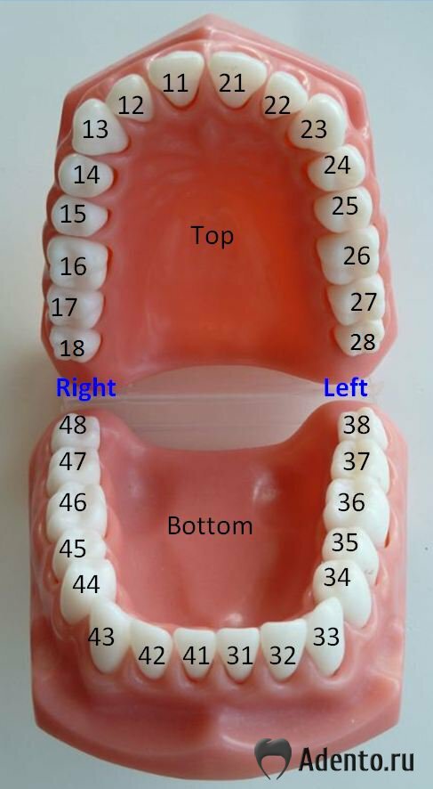 Стоматология номера зубов фото