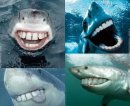 Сколько всего зубов у акулы